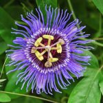 Passion Flowers